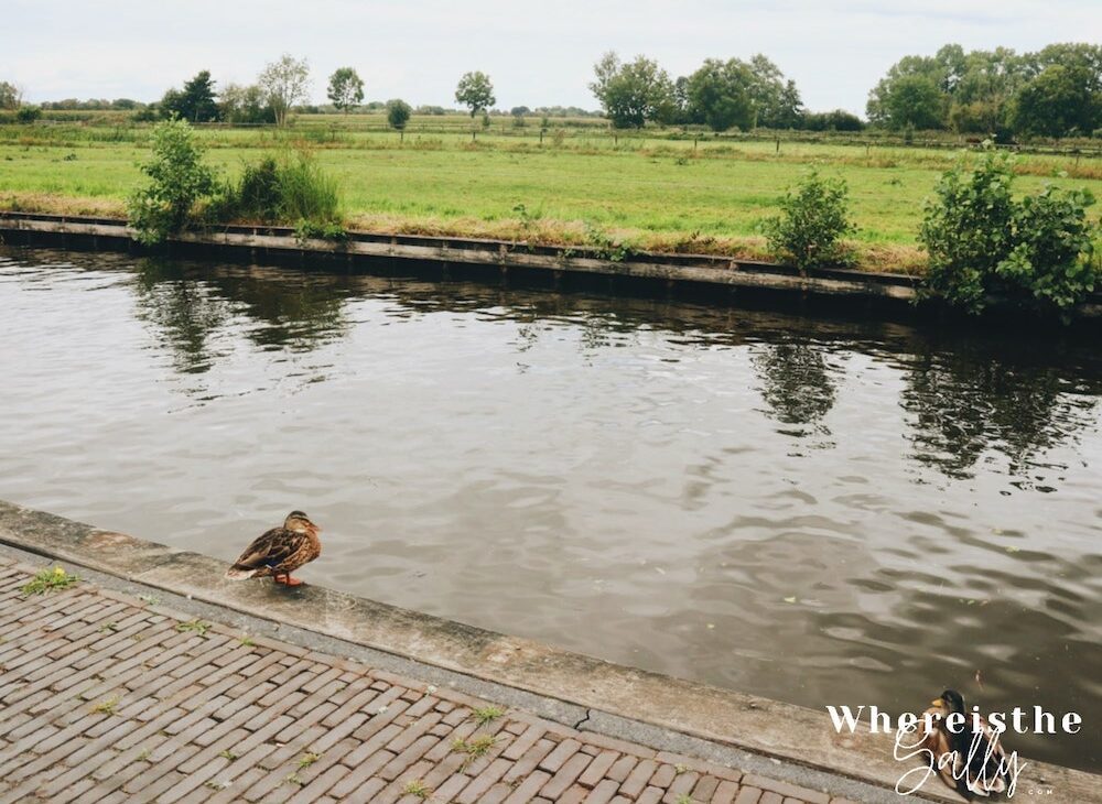 giethoorn-duck