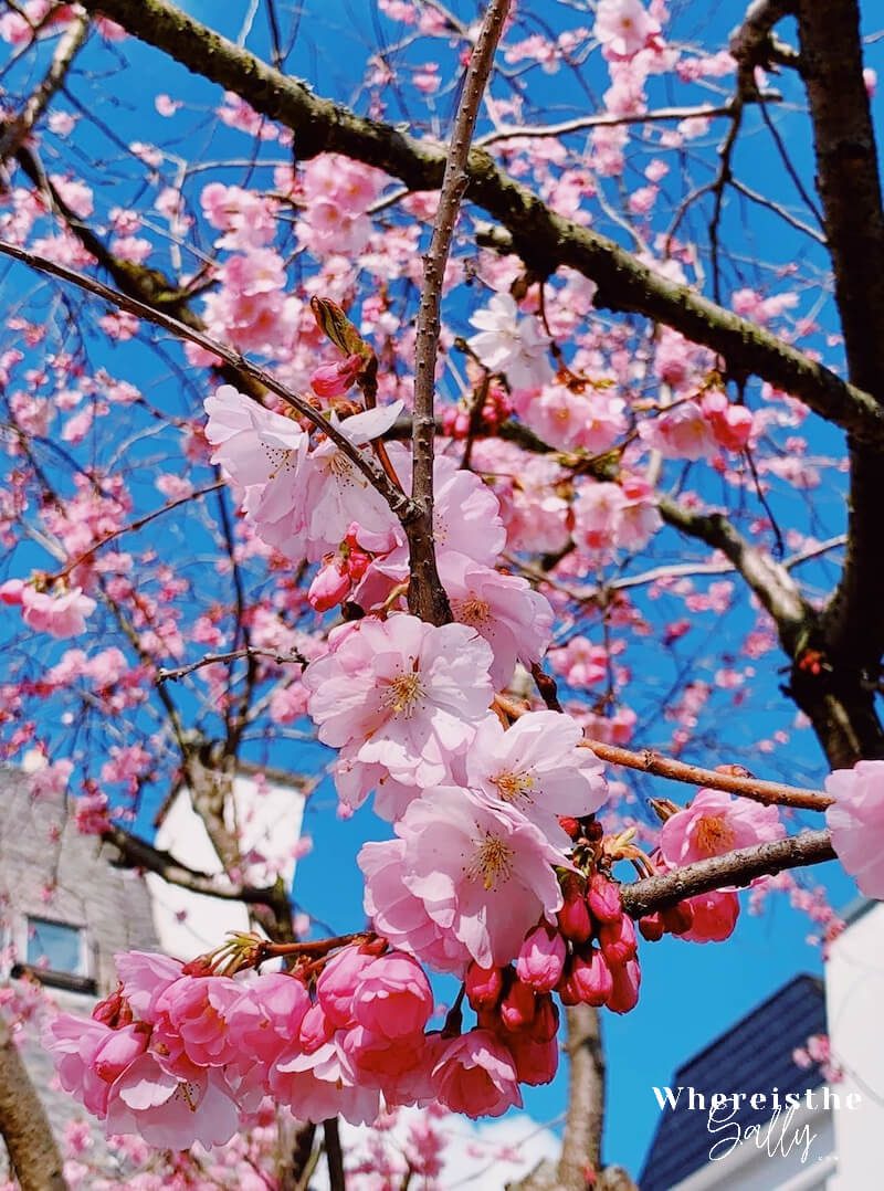 germany-cherry-blossom