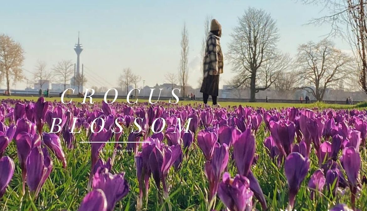 rheinpark-crocus-cover