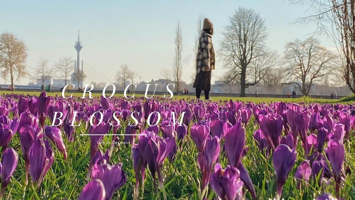 rheinpark-crocus-cover