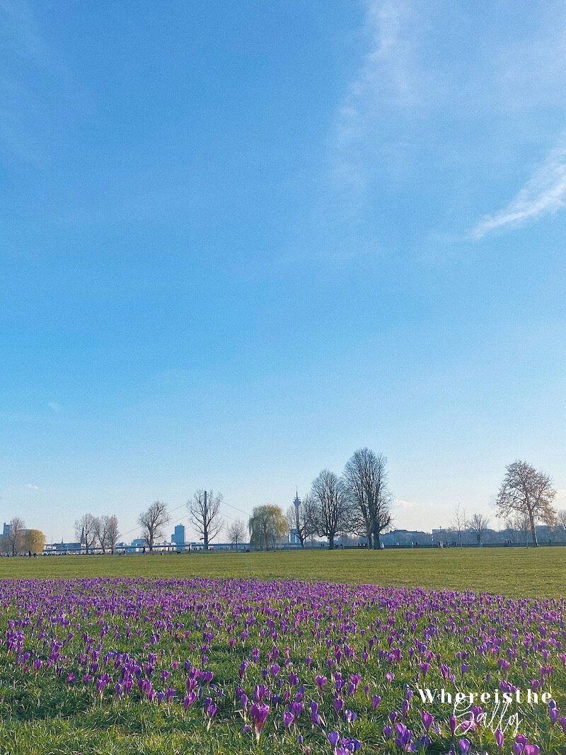 rheinpark-krokusse