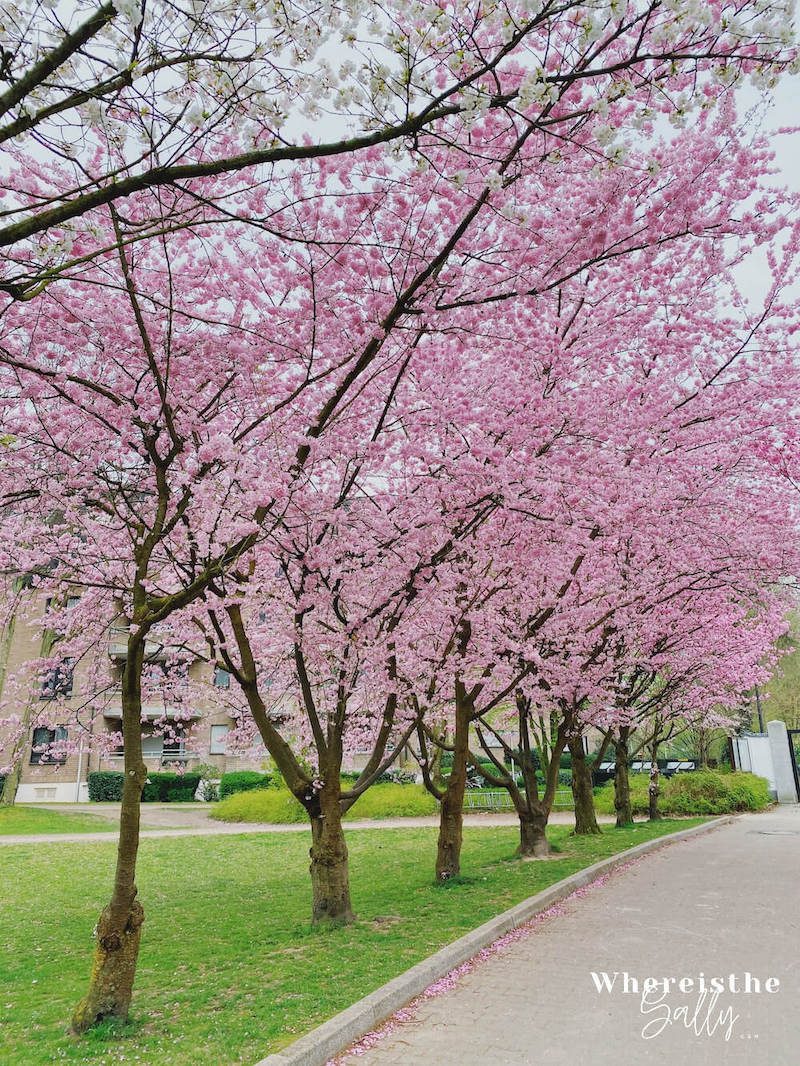 eko-hau-cherry-blossom