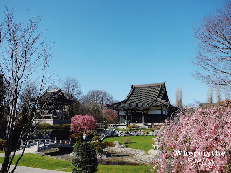 eko-hau-cherry-blossom