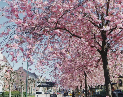 oberkassel-cherry-blossom