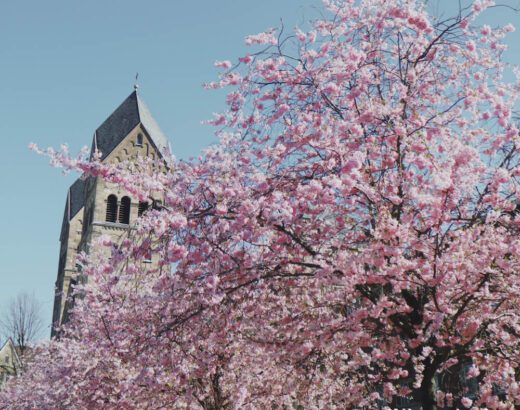 oberkassel-cherry-blossom