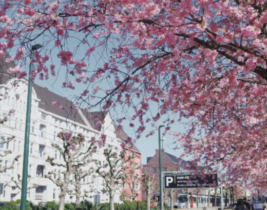 oberkassel-cherry-blossom