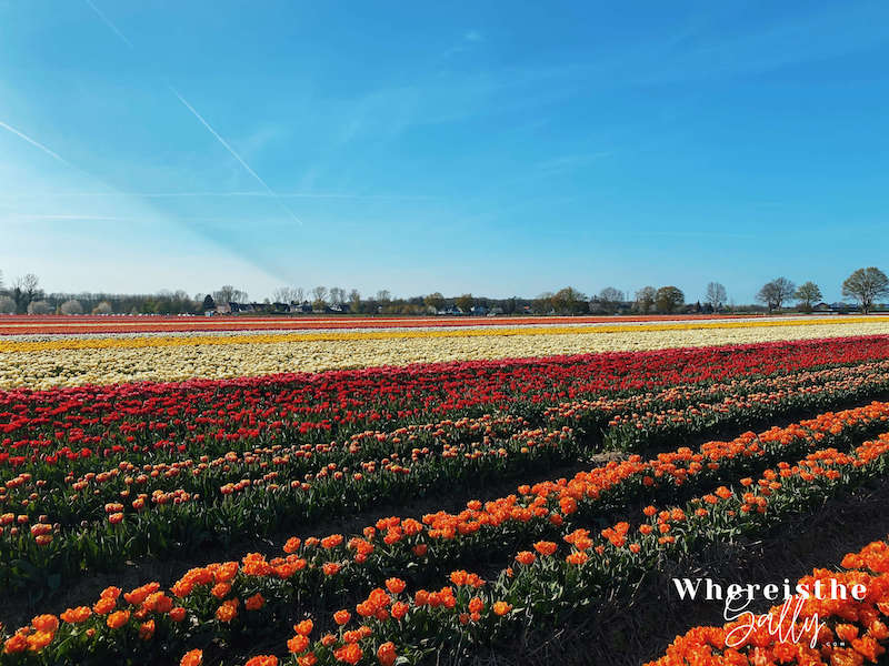 tulpenhof-francken