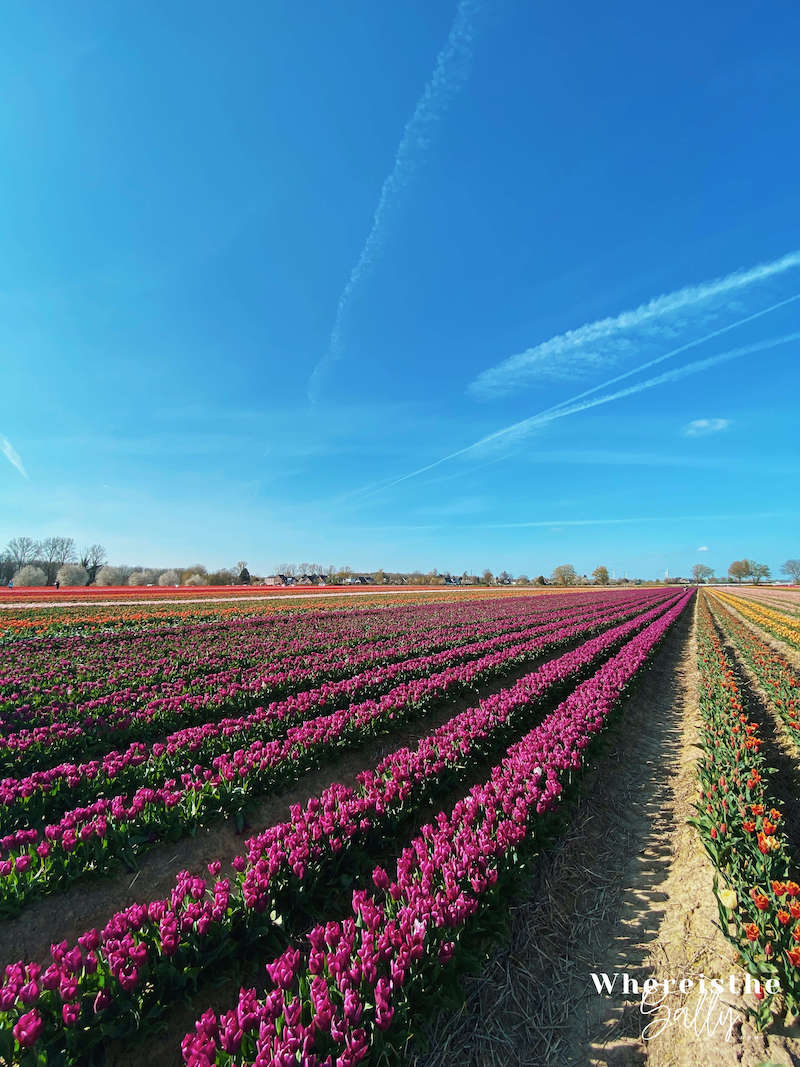 tulpenhof-francken