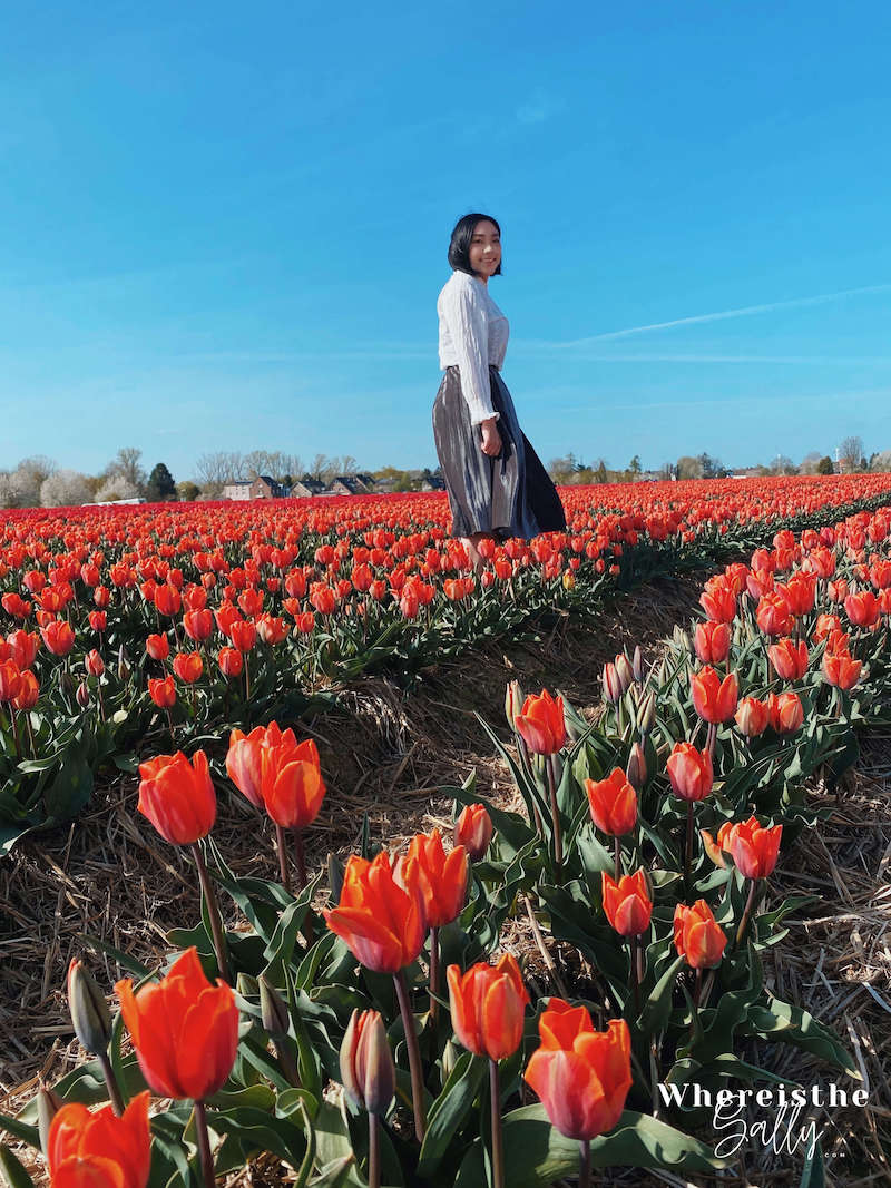 tulpenhof-francken