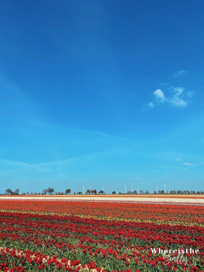 tulpenhof-francken