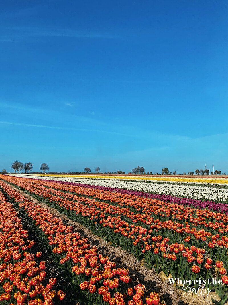 tulpenhof-francken