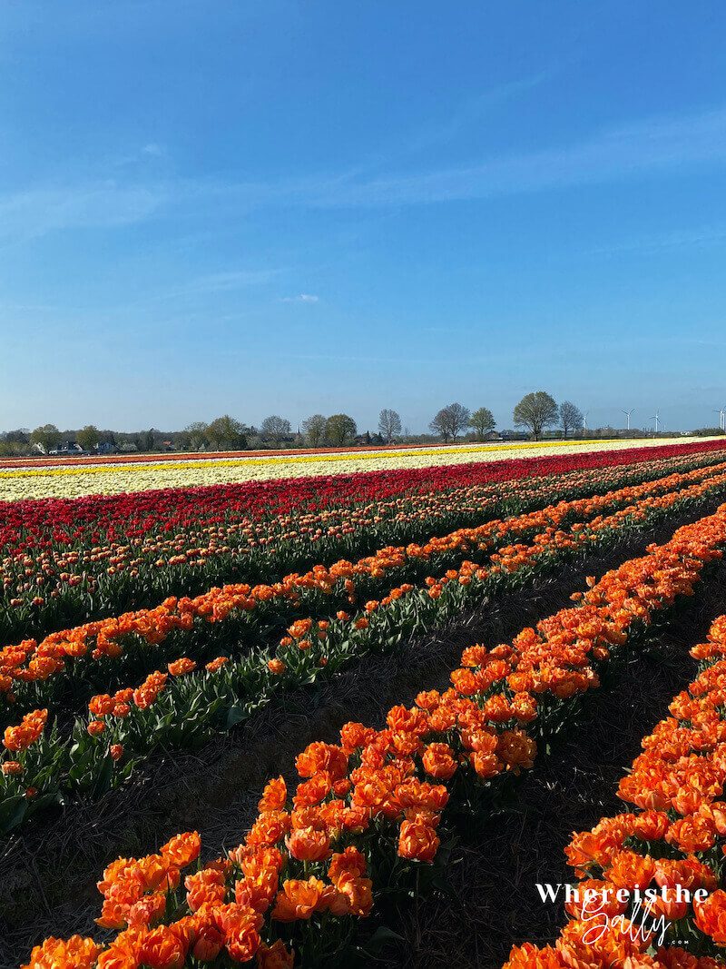 tulpenhof-francken