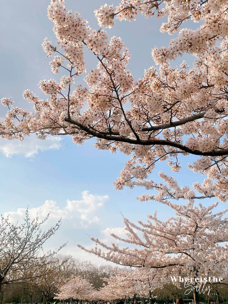 Battersea-Park-cherry-blossom